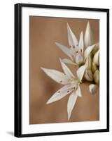 Prairie Wild Onion (Allium Textile), Canyon Country, Utah, United States of America, North America-James Hager-Framed Photographic Print