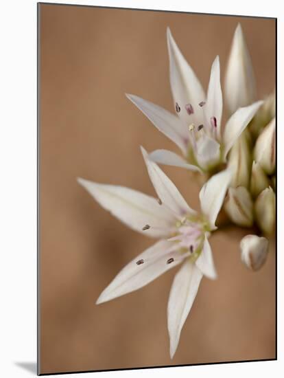 Prairie Wild Onion (Allium Textile), Canyon Country, Utah, United States of America, North America-James Hager-Mounted Photographic Print