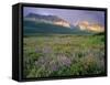 Prairie Wildflowers Along Lake Sherbourne, Many Glacier Valley of Glacier National Park, Montana-Chuck Haney-Framed Stretched Canvas