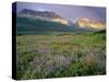 Prairie Wildflowers Along Lake Sherbourne, Many Glacier Valley of Glacier National Park, Montana-Chuck Haney-Stretched Canvas