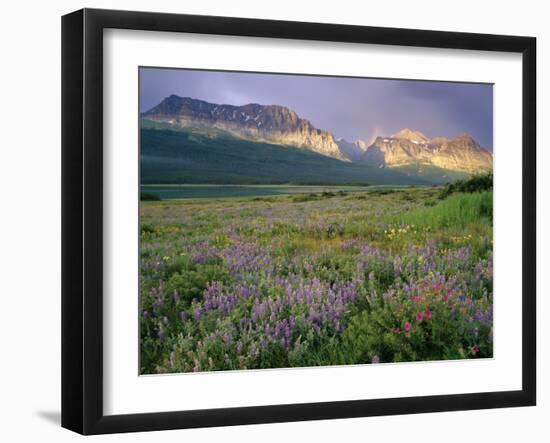 Prairie Wildflowers Along Lake Sherbourne, Many Glacier Valley of Glacier National Park, Montana-Chuck Haney-Framed Photographic Print