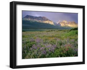 Prairie Wildflowers Along Lake Sherbourne, Many Glacier Valley of Glacier National Park, Montana-Chuck Haney-Framed Photographic Print