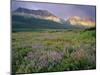 Prairie Wildflowers Along Lake Sherbourne, Many Glacier Valley of Glacier National Park, Montana-Chuck Haney-Mounted Photographic Print