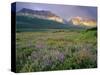 Prairie Wildflowers Along Lake Sherbourne, Many Glacier Valley of Glacier National Park, Montana-Chuck Haney-Stretched Canvas