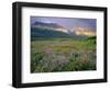 Prairie Wildflowers Along Lake Sherbourne, Many Glacier Valley of Glacier National Park, Montana-Chuck Haney-Framed Photographic Print