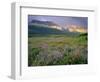 Prairie Wildflowers Along Lake Sherbourne, Many Glacier Valley of Glacier National Park, Montana-Chuck Haney-Framed Photographic Print