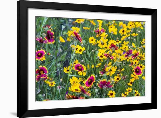 Prairie Wildflowers in Hill Country Near Johnson City, Texas, Usa-Chuck Haney-Framed Photographic Print