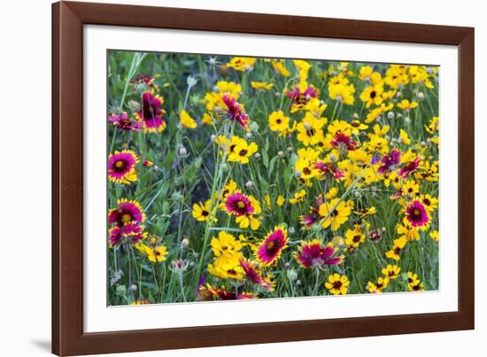 Prairie Wildflowers in Hill Country Near Johnson City, Texas, Usa-Chuck Haney-Framed Photographic Print