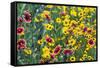 Prairie Wildflowers in Hill Country Near Johnson City, Texas, Usa-Chuck Haney-Framed Stretched Canvas