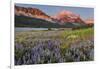 Prairie Wildflowers in Meadow in Glacier National Park, Montana, Usa-Chuck Haney-Framed Photographic Print