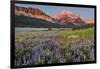 Prairie Wildflowers in Meadow in Glacier National Park, Montana, Usa-Chuck Haney-Framed Photographic Print