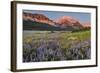 Prairie Wildflowers in Meadow in Glacier National Park, Montana, Usa-Chuck Haney-Framed Photographic Print