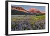 Prairie Wildflowers in Meadow in Glacier National Park, Montana, Usa-Chuck Haney-Framed Photographic Print