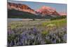 Prairie Wildflowers in Meadow in Glacier National Park, Montana, Usa-Chuck Haney-Mounted Photographic Print