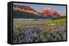 Prairie Wildflowers in Meadow in Glacier National Park, Montana, Usa-Chuck Haney-Framed Stretched Canvas