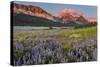 Prairie Wildflowers in Meadow in Glacier National Park, Montana, Usa-Chuck Haney-Stretched Canvas