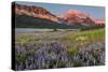 Prairie Wildflowers in Meadow in Glacier National Park, Montana, Usa-Chuck Haney-Stretched Canvas