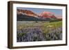 Prairie Wildflowers in Meadow in Glacier National Park, Montana, Usa-Chuck Haney-Framed Photographic Print