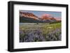 Prairie Wildflowers in Meadow in Glacier National Park, Montana, Usa-Chuck Haney-Framed Photographic Print