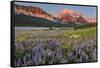 Prairie Wildflowers in Meadow in Glacier National Park, Montana, Usa-Chuck Haney-Framed Stretched Canvas