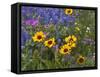 Prairie Wildflowers, Montana, Usa-Chuck Haney-Framed Stretched Canvas