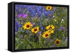 Prairie Wildflowers, Montana, Usa-Chuck Haney-Framed Stretched Canvas