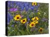 Prairie Wildflowers, Montana, Usa-Chuck Haney-Stretched Canvas