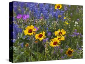 Prairie Wildflowers, Montana, Usa-Chuck Haney-Stretched Canvas
