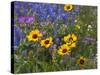 Prairie Wildflowers, Montana, Usa-Chuck Haney-Stretched Canvas