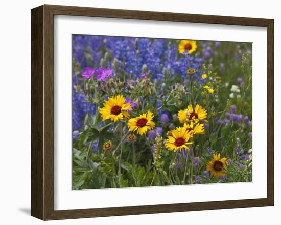 Prairie Wildflowers, Montana, Usa-Chuck Haney-Framed Photographic Print