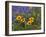 Prairie Wildflowers, Montana, Usa-Chuck Haney-Framed Photographic Print