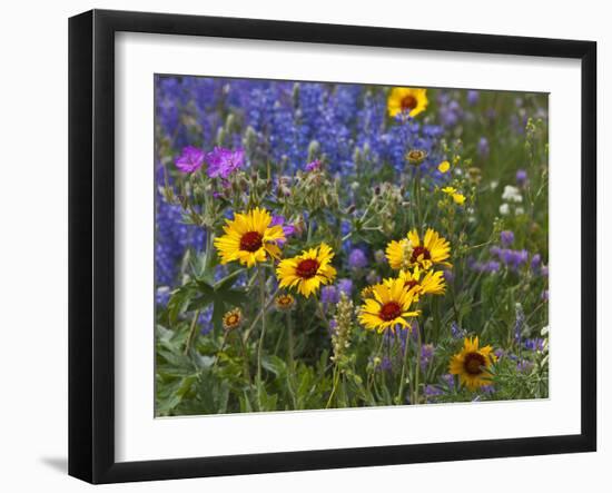 Prairie Wildflowers, Montana, Usa-Chuck Haney-Framed Photographic Print