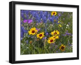 Prairie Wildflowers, Montana, Usa-Chuck Haney-Framed Photographic Print