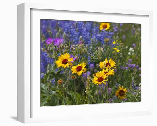 Prairie Wildflowers, Montana, Usa-Chuck Haney-Framed Photographic Print