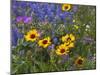 Prairie Wildflowers, Montana, Usa-Chuck Haney-Mounted Photographic Print