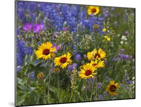 Prairie Wildflowers, Montana, Usa-Chuck Haney-Mounted Photographic Print