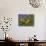 Prairie Wildflowers, Montana, Usa-Chuck Haney-Photographic Print displayed on a wall