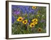 Prairie Wildflowers, Montana, Usa-Chuck Haney-Framed Photographic Print