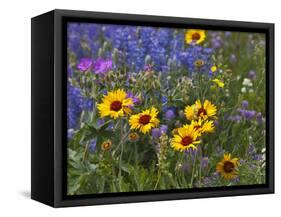Prairie Wildflowers, Montana, Usa-Chuck Haney-Framed Stretched Canvas