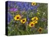 Prairie Wildflowers, Montana, Usa-Chuck Haney-Stretched Canvas