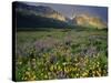 Prairie Wildflowers Near Lake Sherburne, Many Glacier Valley, Glacier National Park, Montana, USA-Chuck Haney-Stretched Canvas