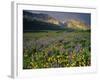 Prairie Wildflowers Near Lake Sherburne, Many Glacier Valley, Glacier National Park, Montana, USA-Chuck Haney-Framed Photographic Print