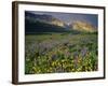 Prairie Wildflowers Near Lake Sherburne, Many Glacier Valley, Glacier National Park, Montana, USA-Chuck Haney-Framed Photographic Print