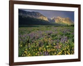 Prairie Wildflowers Near Lake Sherburne, Many Glacier Valley, Glacier National Park, Montana, USA-Chuck Haney-Framed Photographic Print