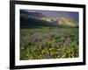 Prairie Wildflowers Near Lake Sherburne, Many Glacier Valley, Glacier National Park, Montana, USA-Chuck Haney-Framed Photographic Print