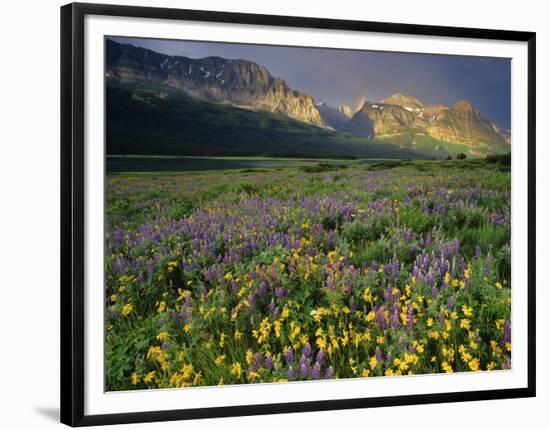 Prairie Wildflowers Near Lake Sherburne, Many Glacier Valley, Glacier National Park, Montana, USA-Chuck Haney-Framed Photographic Print