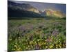 Prairie Wildflowers Near Lake Sherburne, Many Glacier Valley, Glacier National Park, Montana, USA-Chuck Haney-Mounted Photographic Print