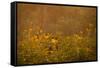 Prairie Wildflowers-Steve Gadomski-Framed Stretched Canvas