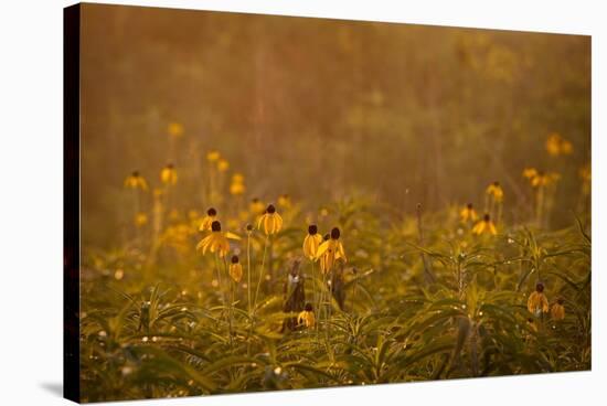 Prairie Wildflowers-Steve Gadomski-Stretched Canvas