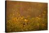 Prairie Wildflowers-Steve Gadomski-Stretched Canvas